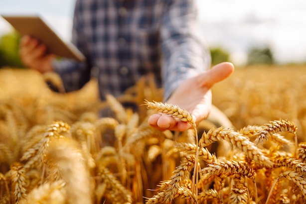 Bilde av kornåker med en person som holder et nettbrett
